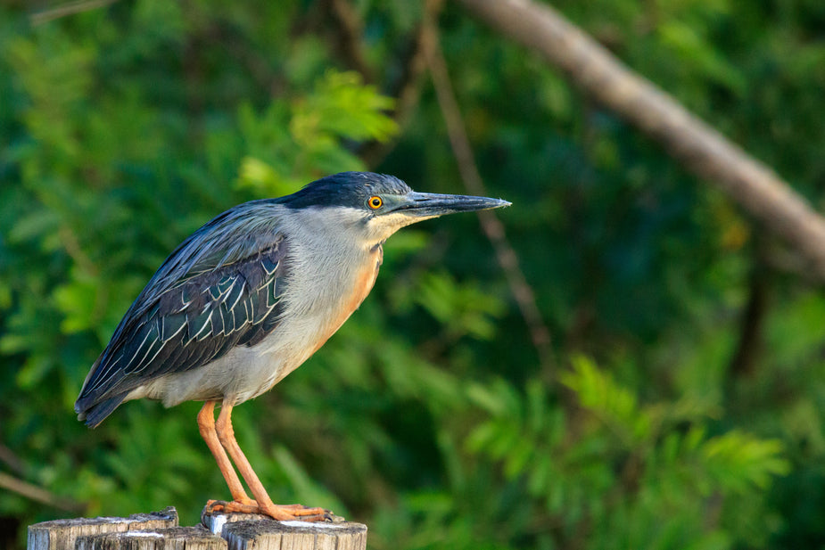 Birdwatching for All Ages: Arkansas's Wings Over Initiative